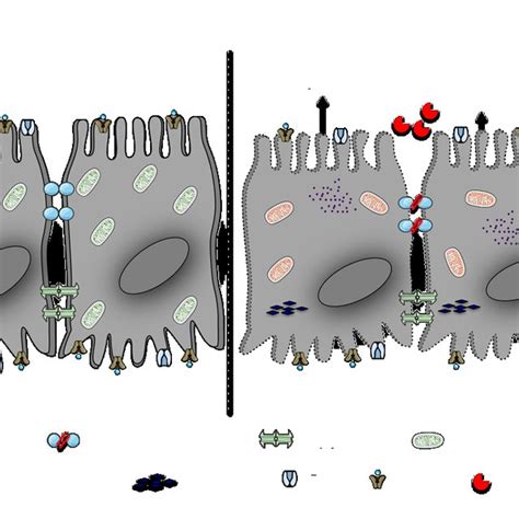 Schematic Representation Of Choroid Plexus Epithelial Cpe Cells The