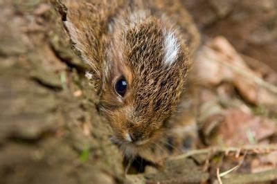 How To Get Rid Of Chipmunks Outside Of Your House Ehow Get Rid Of