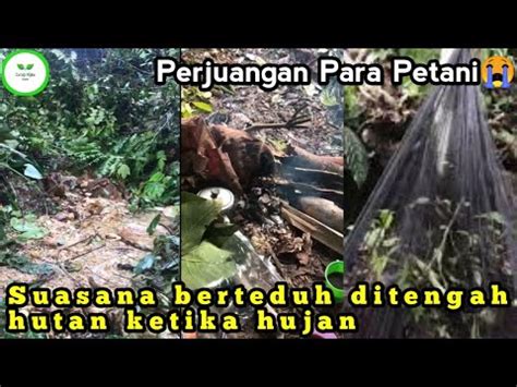 Suasana Berteduh Ditengah Hutan Ketika Hujan Curup Hijau Youtube