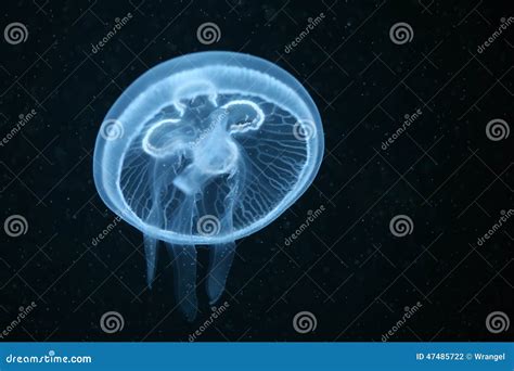 Moon Sea Jellyfish Aurelia Aurita Inside Aquarium With Black Background Stock Image ...