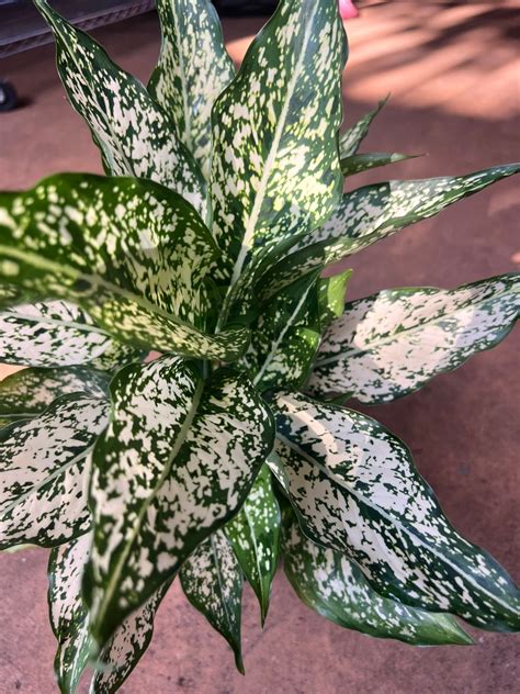 First Diamond Aglaonema White Aglanoema Osaka In 6 Pot Etsy