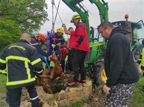 Loire Le veau tombe dans un puits il est sauvé par les pompiers