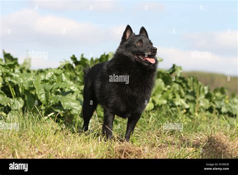 Dog Schipperke Adult Standing In Afield Stock Photo Alamy