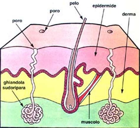 Cicatrene Pfizer Neomicina Bactracina Cisteina Treonina Glicina