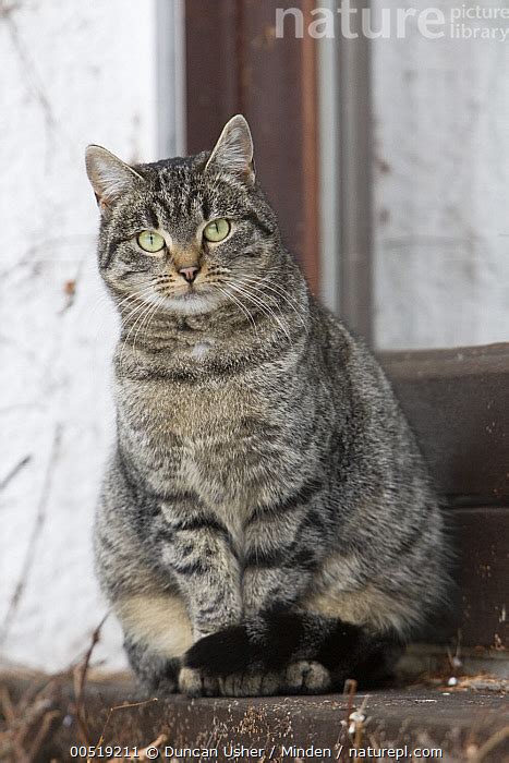 Stock Photo Of Domestic Cat Felis Catus Gray Adult Tabby Lower