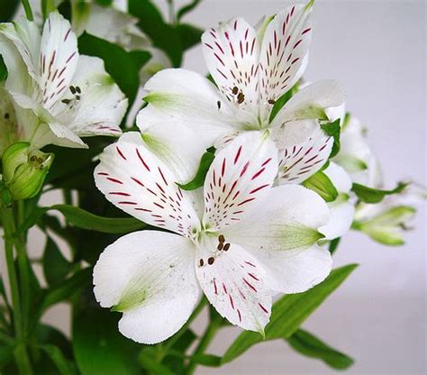 Flores de Alstroemeria | Flores, Significado de las flores, Plantas con ...