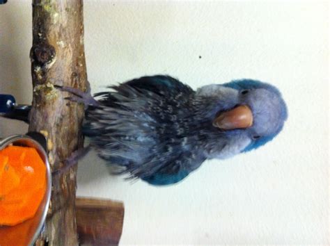 Fun & Fan Page - Birdsville Bird Shop, Sydney