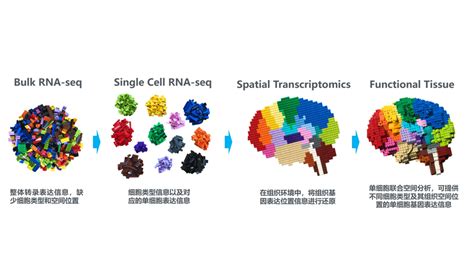 科研盘点空间转录组和单细胞转录组整合研究应用汇总 知乎