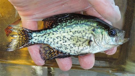 Maryland Biodiversity Project Black Crappie Pomoxis Nigromaculatus