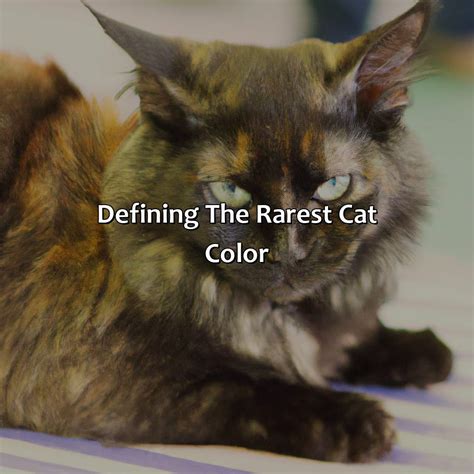 What Is The Rarest Cat Color - colorscombo.com