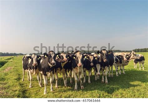 Dutch Black White Cows Meadow Grassland Stock Photo