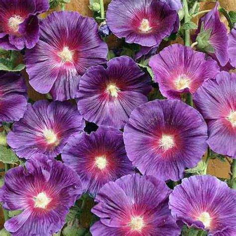 Purple Hollyhock Flower Seeds Alcea Perennial 50 Etsy