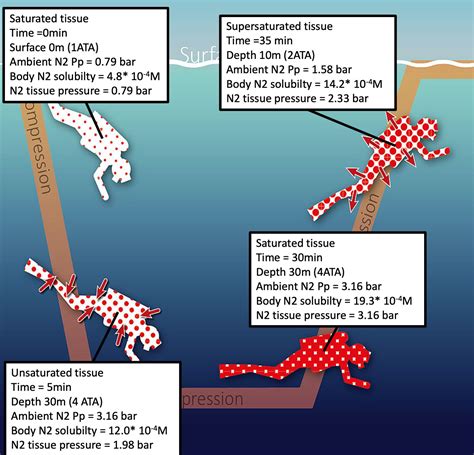 Subacquea And Salute Teoria Della Decompressione Subacquea Ii Evasioni Blu Diving