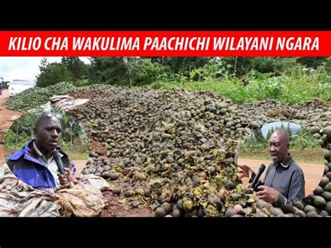 Wakulima Wa Parachichi Walia Kutapeliwa Waiomba Halmashauri Ya Wilaya