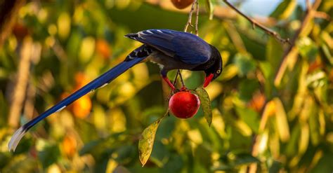 5 astuces naturelles pour empêcher les oiseaux de manger les fruits et