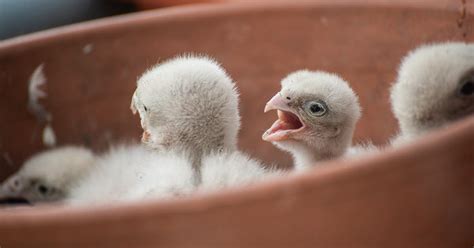 Lyon Des bébés faucons crécerelles nichent dans leurs pots de fleurs