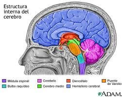 ENCÉFALO Los neurotransmisores en el funcionamiento del cuerpo humano