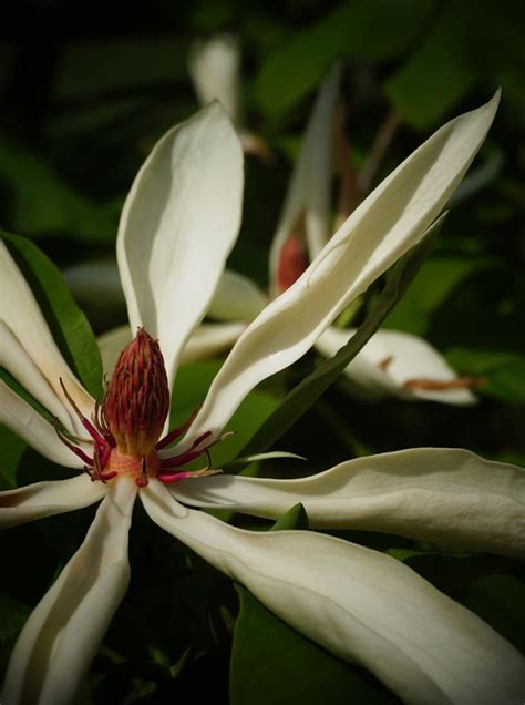 Plantfiles Pictures Umbrella Magnolia Magnolia Tripetala By Sladeofsky