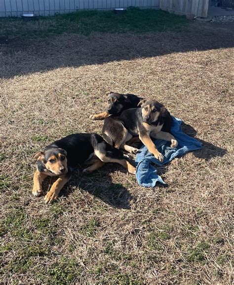 Furry Friends At The Owasso Animal Shelter — Owassorampage