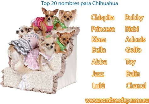 550 Nombres Para Perros Chihuahua Para Machos Y Hembras Nombres