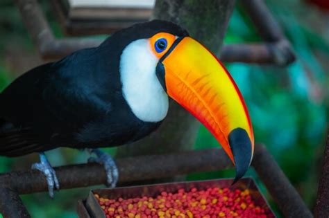 Premium Photo | Colorful toco toucan tropical bird eating portion in ...