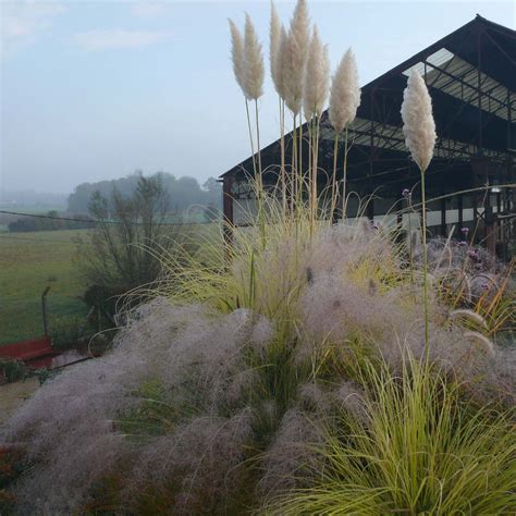 Herbe De La Pampa Cortaderia Selloana Splendid Star Vari T