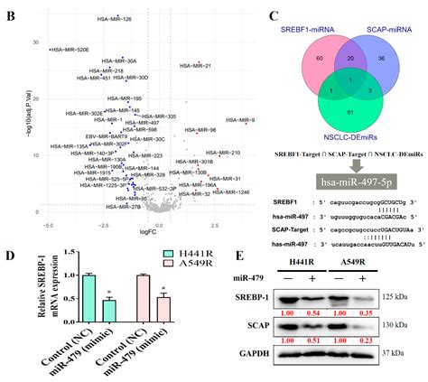 IJMS Free Full Text Targeting The SREBP 1 Hsa Mir 497 SCAP FASN