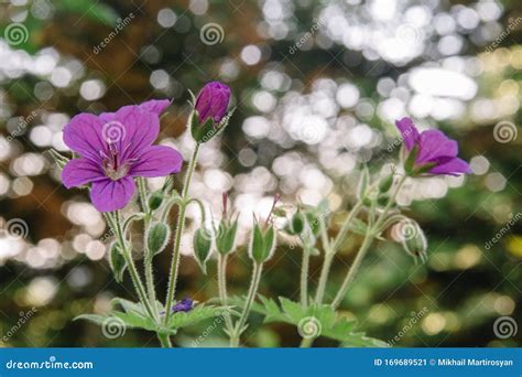 Wild Geranium In A Natural Setting Also Known As Geranium Maculatum