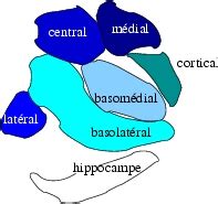 Amygdala Facts for Kids