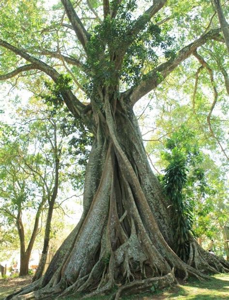 Ficus Religiosa Seed Sacred Fig Bodhi Peepal Tree Seed Sacred Fig Tree 400 Seeds For