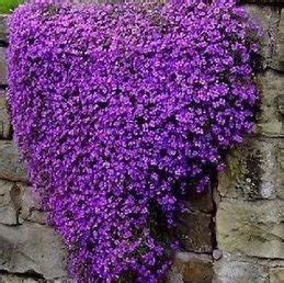 Aubrieta Purple Cascade - Pot - Greenleaf Nurseries