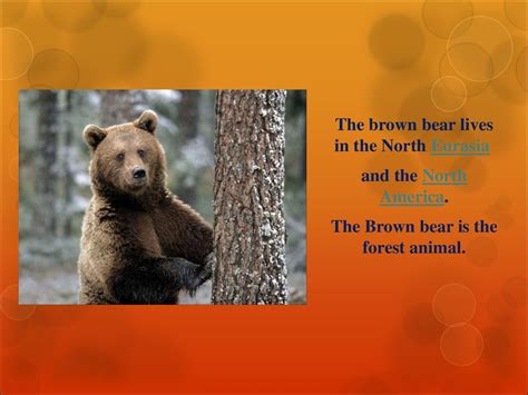 Interesting Facts About The Brown Bear Online Presentation