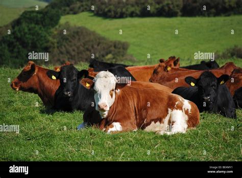 Cows Lying Down In Field Devon Uk Stock Photo 25919797 Alamy