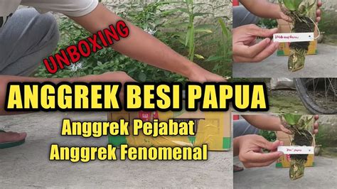 ANGGREK BESI PAPUA DENDROBIUM VIOLACEOFLAVENS UNBOXING PAKET YouTube