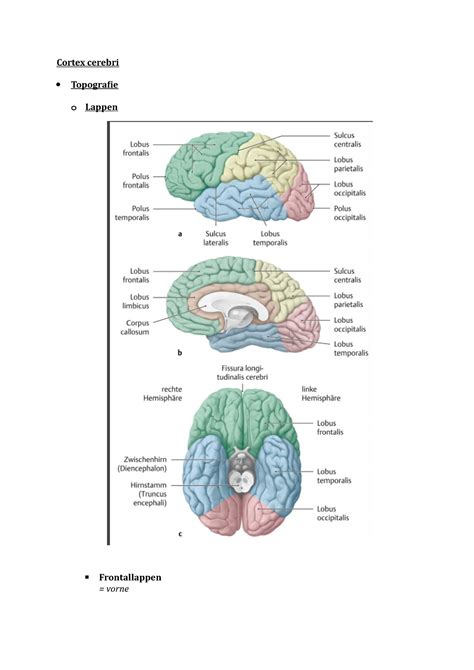 Cortex Cerebri Neuroanatomie TB4 Cortex Cerebri Topografie O Lappen