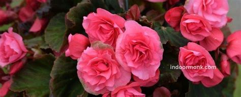 Tuberous Begonia - How To Grow & Propagate Tuberous Begonias? - Indoor Monk