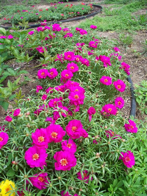 This Is My Bed Of Narrow Leaf Pink Purslane Portulaca Or Moss Rose In