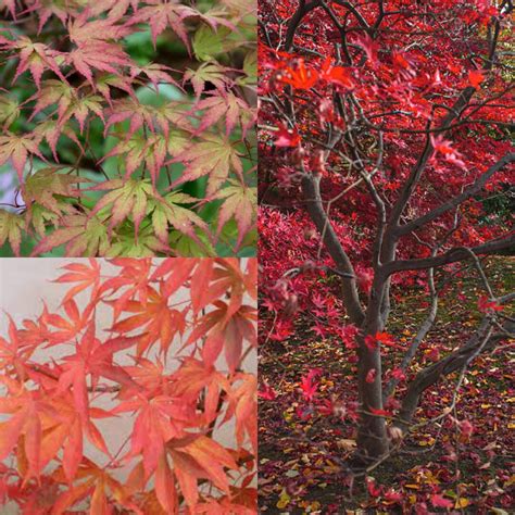 Seeds For Planting Acer Palmatum Matsumurae Chitoseyama Dry Etsy