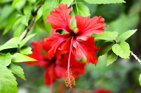 Bunga Raya Hibiscus Rosa Sinensis Di Malaysia Saja Jum Flickr