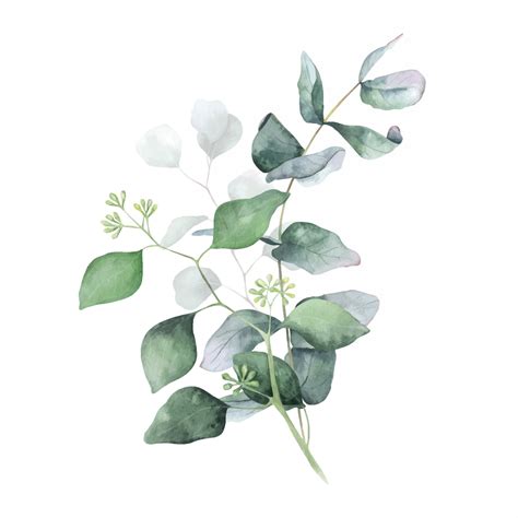 Feuilles Vertes Et Bouquets De Branches D Eucalyptus Illustration