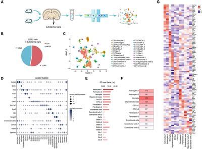 Frontiers Single Cell Sequencing Of The Substantia Nigra Reveals