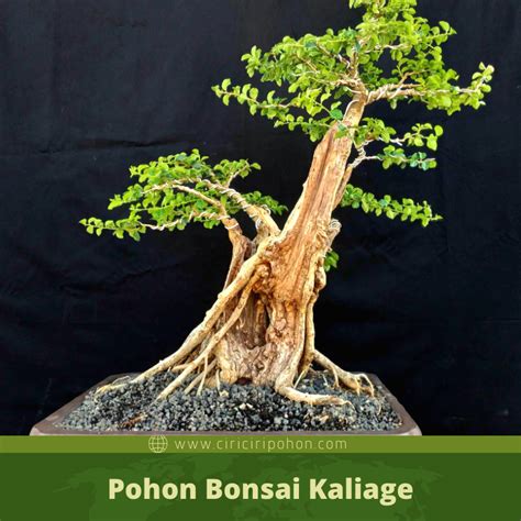 Cara Buat Sketsa Bonsai Blogger Bonsai Bengkulu