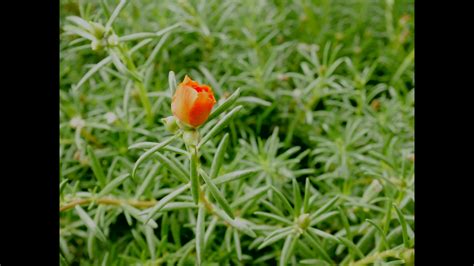 Time lapse of flower blooming. 1790962 Stock Video at Vecteezy