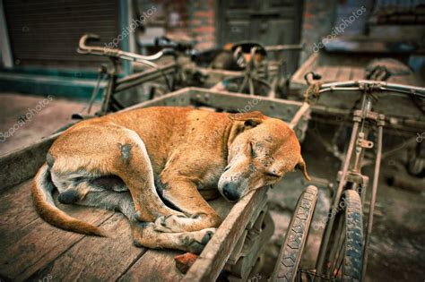 El Perro Tiene Heridas Llenas Duerme C Modamente En Un Triciclo