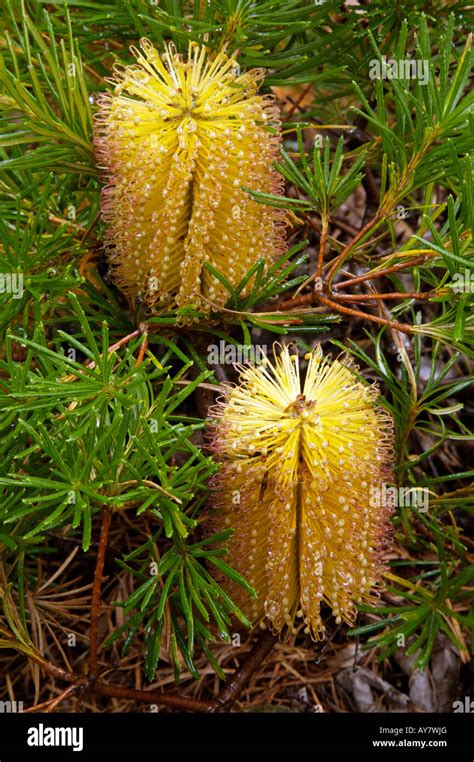 Banksia Flower Birthday Candles A Variant From Banksia Spinulosa Or