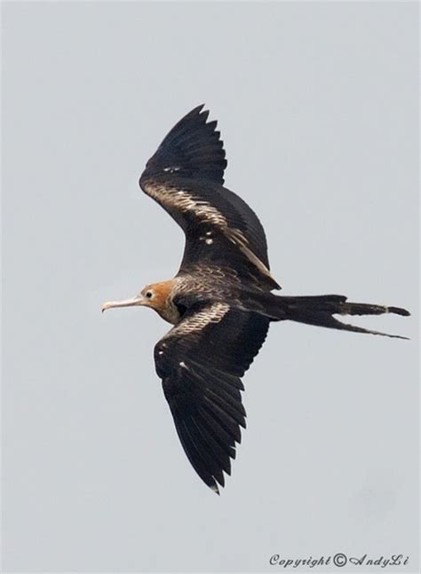 Lesser Frigatebird - Species Information and Photos