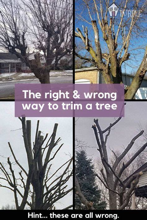 The right and wrong way to trim a tree. Tree topping is a harmful yet ...