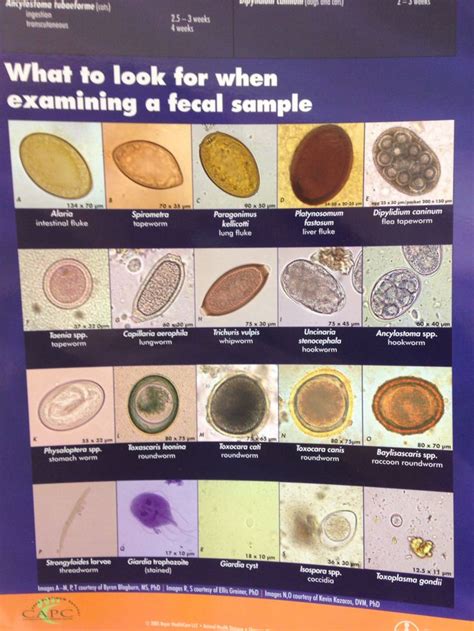 Vet Tech Students You Should Know This Chart Vet Student Vet Tech