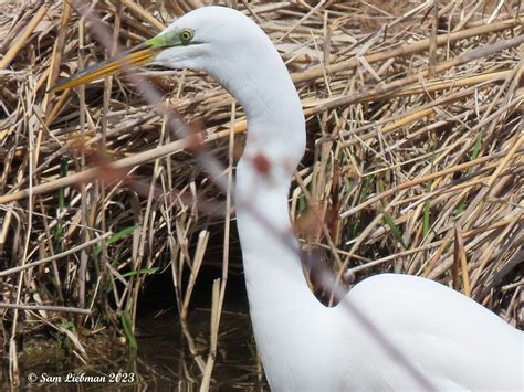 Great Egret Grand Aigrette Ardea Alba Sharpenai S Flickr