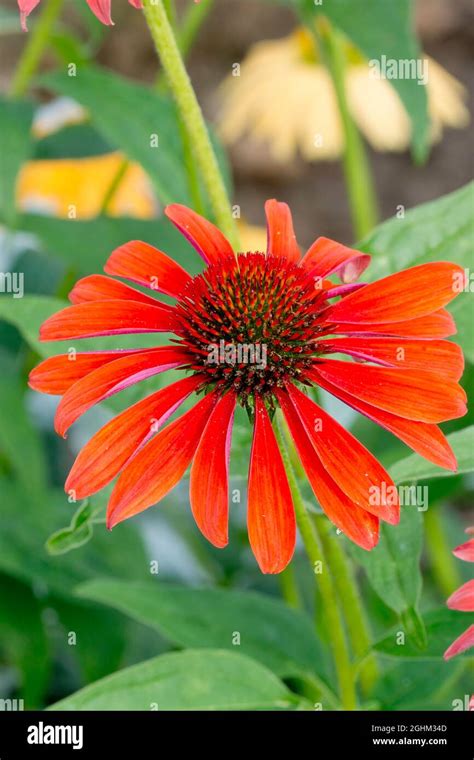 Echinacea Purpurea Cheyenne Spirit Stock Photo Alamy